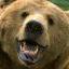Hairy_Bear